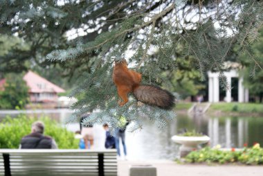 Kızıl sincap ormanda yürüyor..