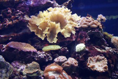 Akvaryumdaki balık ve mercan..