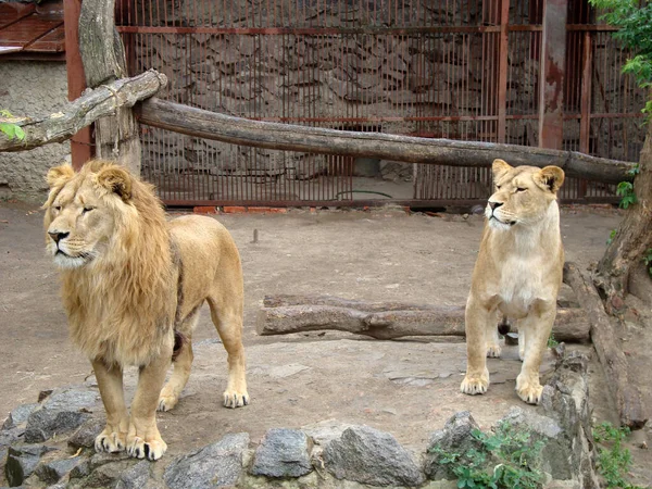 Aslan Hayvanat Bahçesindeki Hayvanların Kralıdır Yırtıcı Bir Hayvandır — Stok fotoğraf