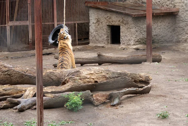 Tiger Zoo Predatory Animal — Stock Photo, Image