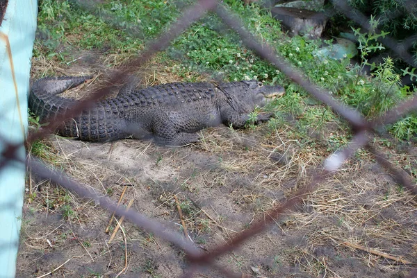 Crocodile Dans Zoo Animal Prédateur — Photo