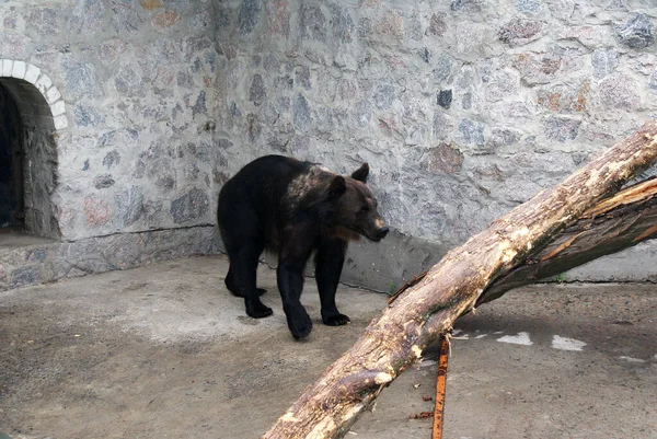 Oso Negro Zoológico Animales — Foto de Stock