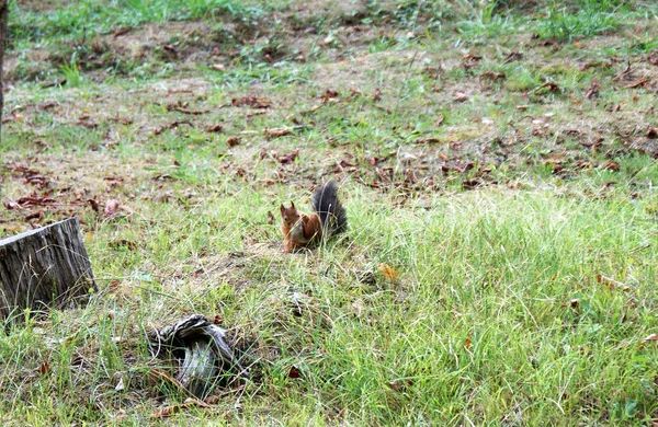 Czerwona Wiewiórka Spaceruje Lesie — Zdjęcie stockowe