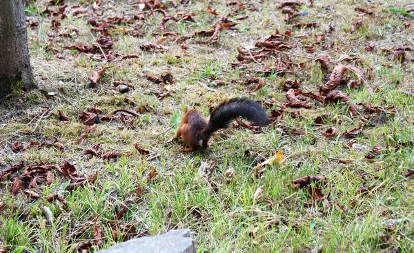 Rotes Eichhörnchen Spaziert Wald — Stockfoto