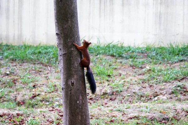 Écureuil Roux Marche Dans Forêt — Photo