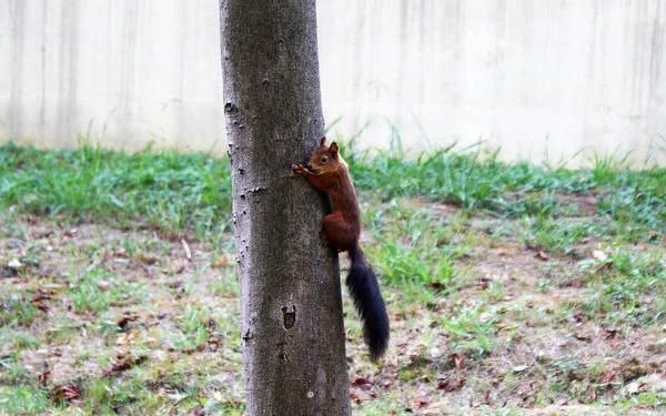 Rotes Eichhörnchen Spaziert Wald — Stockfoto