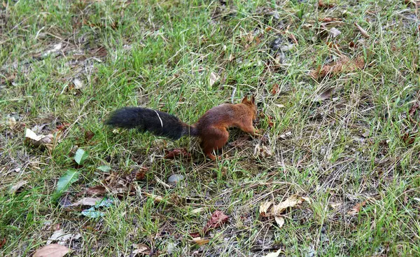 Rotes Eichhörnchen Spaziert Wald — Stockfoto