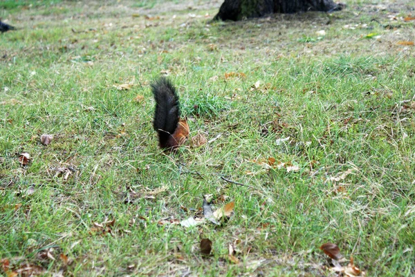 Rode Eekhoorn Wandelingen Het Bos — Stockfoto