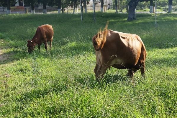 緑の牧草地で牛の放牧 — ストック写真