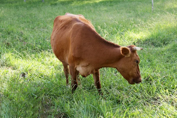 Mucche Pascolano Prato Verde Agricoltura — Foto Stock