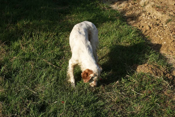 Perro Pasea Por Calle Una Mascota — Foto de Stock