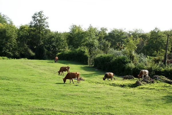 Kühe Grasen Auf Einer Grünen Wiese Landwirtschaft — Stockfoto