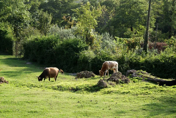 Cows Graze Green Meadow Agriculture — Stock Photo, Image