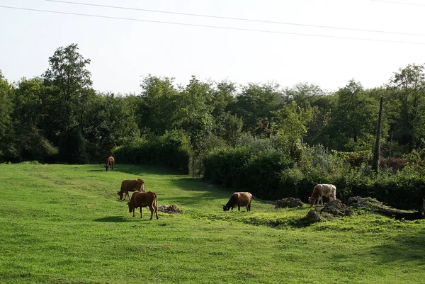 Kühe Grasen Auf Einer Grünen Wiese Landwirtschaft — Stockfoto