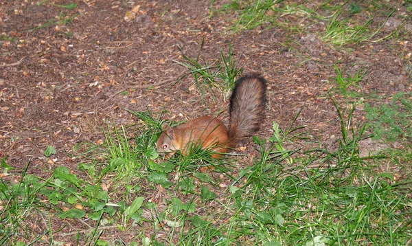 Rotes Eichhörnchen Spaziert Wald — Stockfoto