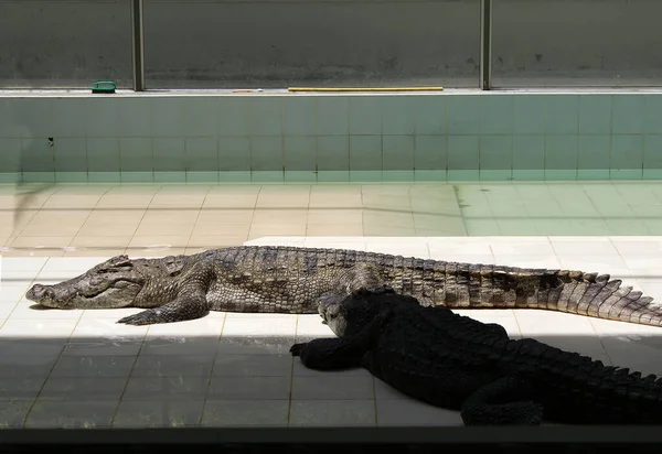 Krokodil Állatkertben Ragadozó Állat — Stock Fotó