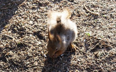 Kızıl sincap ormanda yürüyor..
