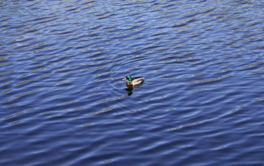 Vahşi ördek parkta bir gölde yüzer.
