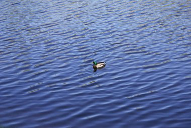 Vahşi ördek parkta bir gölde yüzer.