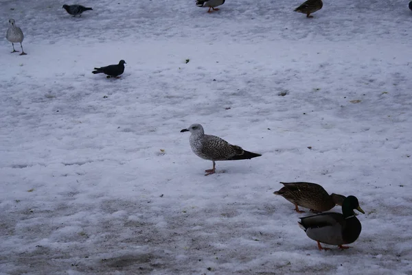 Seagull and wild ducks walk in the park