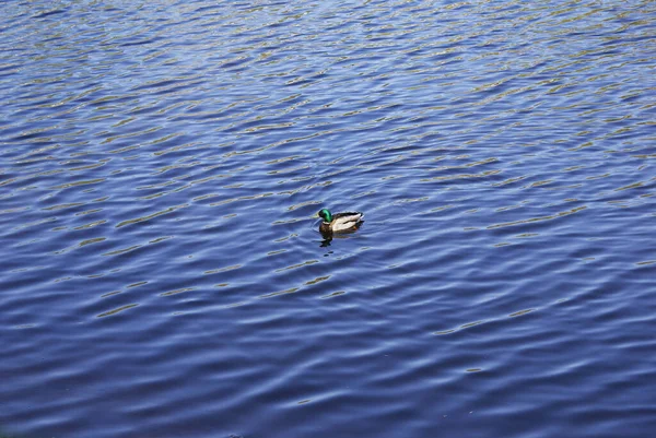 Wild Duck Swims Lake Park — Stock Photo, Image