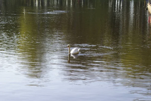 Ein Weißer Schwan Schwimmt See Ein Schöner Vogel — Stockfoto