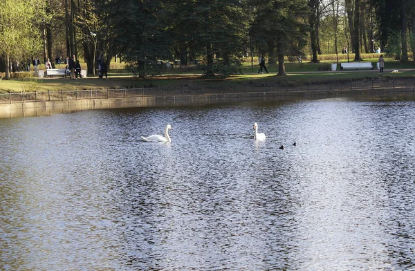 Белый Лебедь Плавает Озере Красивая Птица — стоковое фото