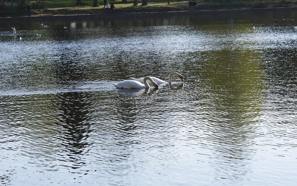Biały Łabędź Pływa Jeziorze Piękny Ptak — Zdjęcie stockowe