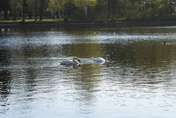 A white swan swims in the lake, a beautiful bird.