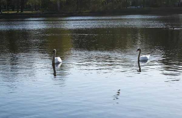 Cisne Branco Nada Lago Belo Pássaro — Fotografia de Stock