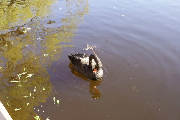 Ein Schwarzer Schwan Schwimmt See Ein Schöner Vogel — Stockfoto