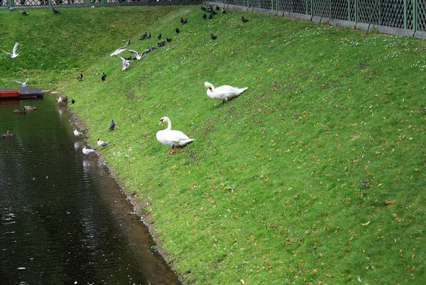 Cisne Branco Nada Lago Belo Pássaro — Fotografia de Stock