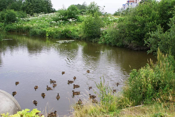 Wildente Schwimmt Einem See Park — Stockfoto