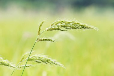 çiftlik çimen ya da echinochloa colona paddy alanındaki