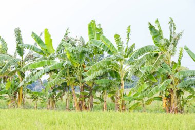 Muz plantasyon paddy alanında, tarım kavramı
