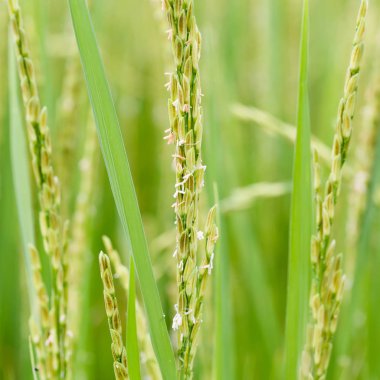 Organik tarlada çeltik ya da pirinç kulağını kapat, tarım kavramı