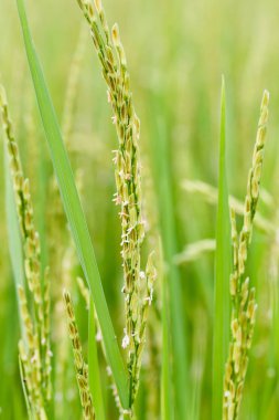 Organik tarlada çeltik ya da pirinç kulağını kapat, tarım kavramı