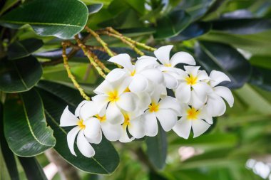Beyaz plumeria çiçek