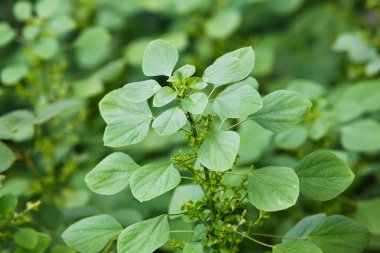 acalypha indica L veya Hint acalypha