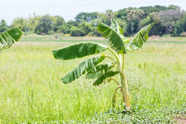 Piantagione di banane in Thailandia — Foto Stock