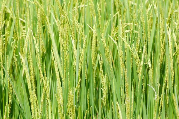 Ear of paddy — Stock Photo, Image