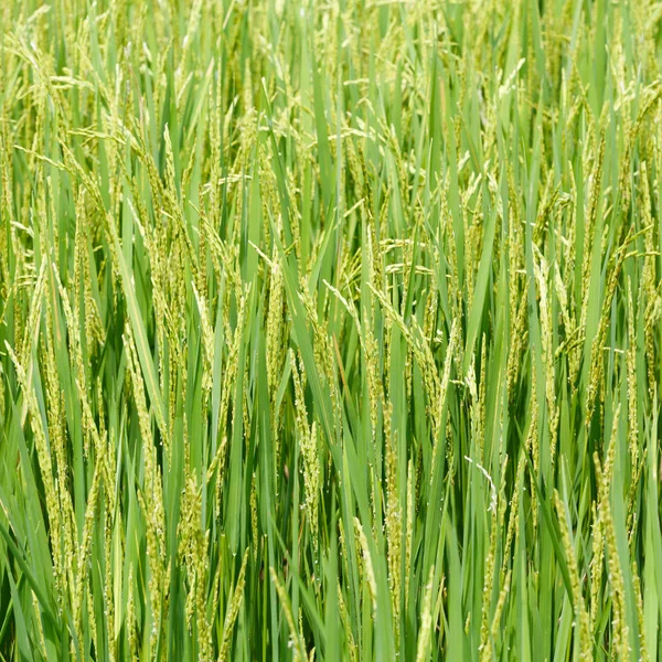 Ear of paddy — Stock Photo, Image