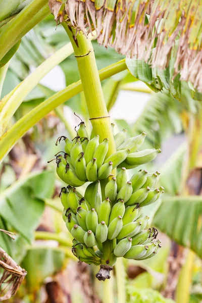 Piantagione di banane in Thailandia — Foto Stock