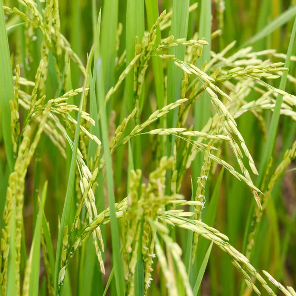 Telinga dari padi — Stok Foto
