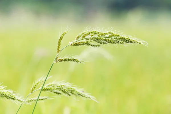 稻田草地或稗草科洛纳 — 图库照片