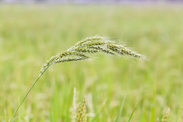 稻田草地或稗草科洛纳 — 图库照片