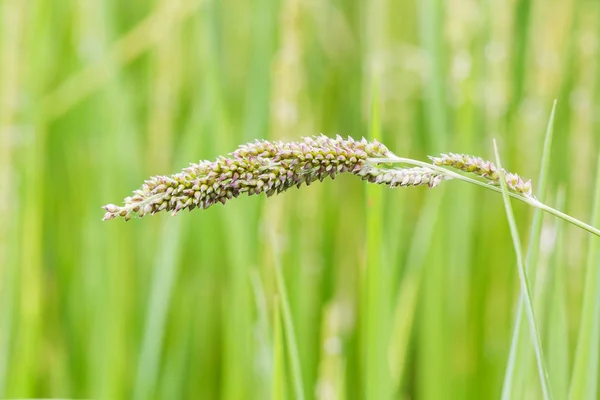 Barnyard Grass Echinochloa Colona Paddy Field — Stock Photo, Image