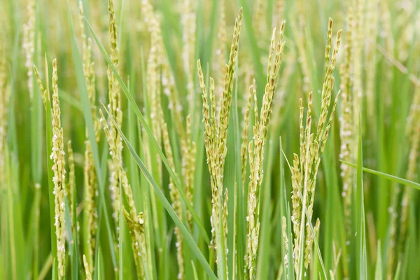 Nahaufnahme Von Reis Oder Reis Bio Feld Landwirtschaftliches Konzept — Stockfoto