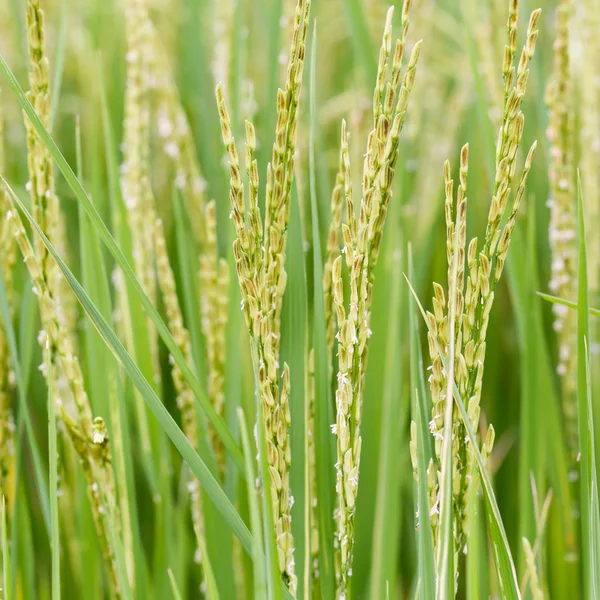 Nahaufnahme Von Reis Oder Reis Bio Feld Landwirtschaftliches Konzept — Stockfoto