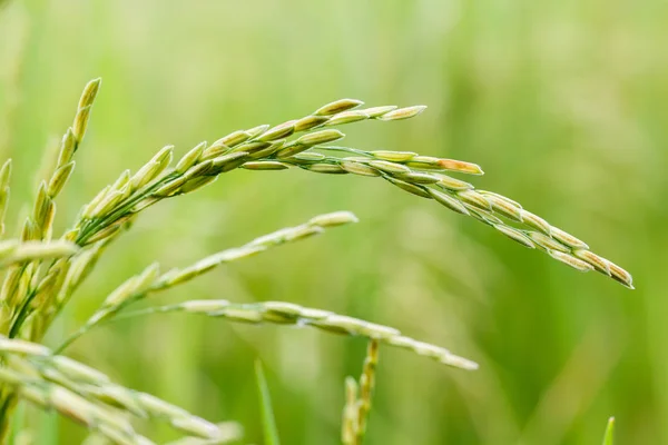 Nahaufnahme Von Reis Oder Reis Bio Feld Landwirtschaftliches Konzept — Stockfoto